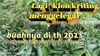 Download lagu Lagi² klon kriting mp3