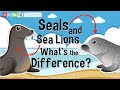 Seals and Sea Lions – What's the Difference?