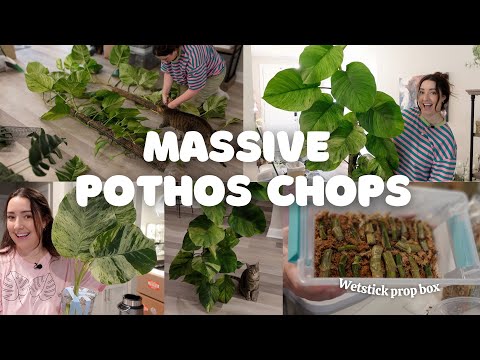 Massive Pothos Moss Pole Chops ✂️ Jessenia & Marble Queen!