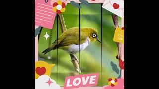 Download lagu Suara Burung Pleci ngecir birahi mp3