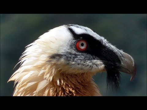 Quebrantahuesos (Gypaetus barbatus) Bearded Vulture