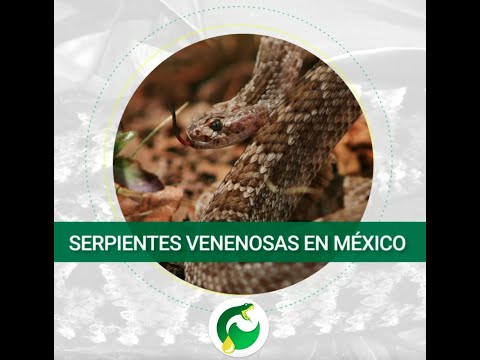 Serpientes venenosas en México | Redtox