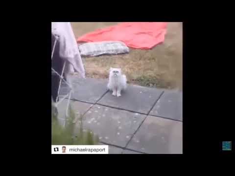 download lagu mp3 mp4 Strange Cat, download mp3 Strange Cat free download, download mp3 Strange Cat