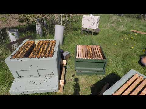 New UK Beekeeper Blog #18 - First Artificial Swarm