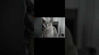 CAT READING
