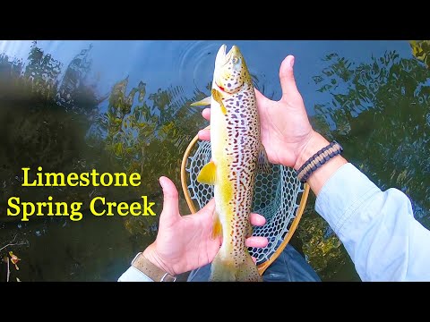 MONSTER Brown Trout on FAMOUS Limestone Spring Creek