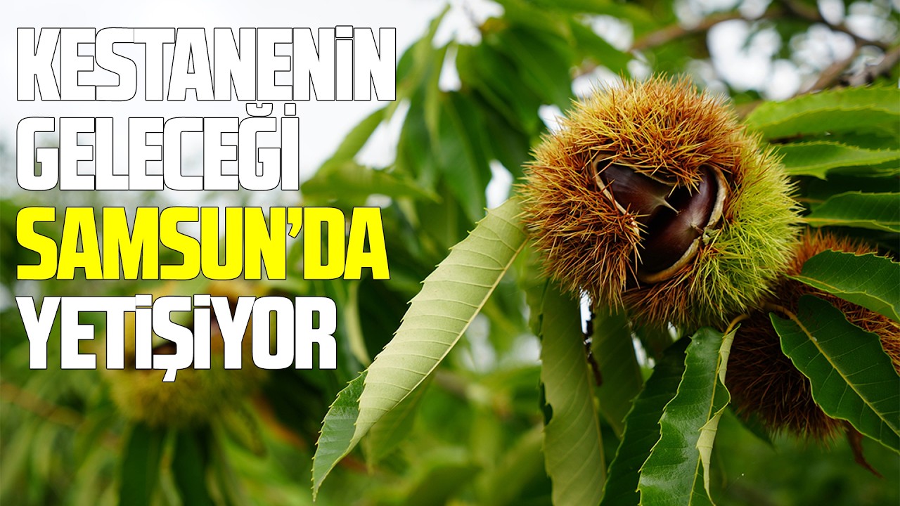 Kestanenin geleceği Samsun’da yetişiyor