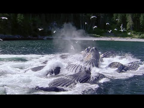 Whales' Bubble Net Fishing | Nature's Great Events | BBC Earth