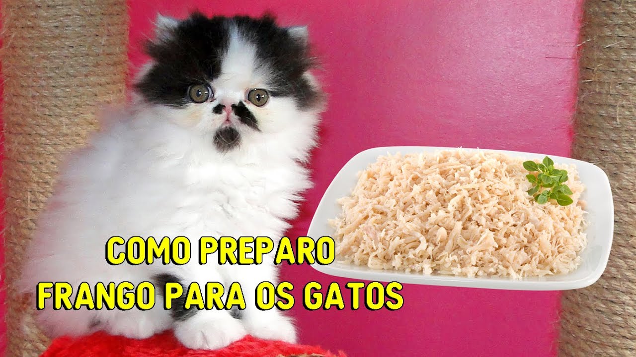 COMO DOU CARNE DE FRANGO PARA MEUS GATOS (PARTE 2)