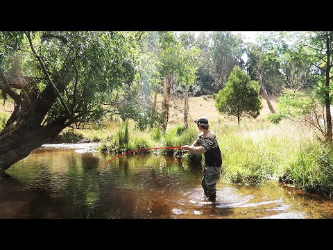 This Tiny River Is Full Of Fish!?!