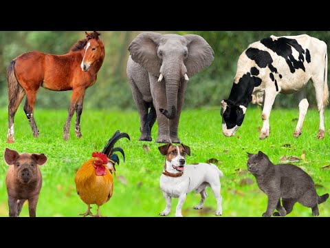 Most Beautiful Animal Moments: Sheep, Dog, Cow, Goat, Duck, Chicken, Cat,  Elephant – Animal Sounds