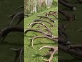 Finding Big Antlers Antlers Zrzuty Deersheds Shedhunt Reddeer