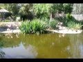 San Diego Zoo Safari Park Chilean Flamingo Mombasa Lagoon