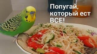🦜 Попугай Кеша, который ест ВСЁ! | Самый прожорливый попугай 😂