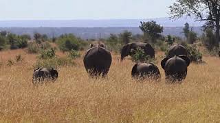 WILD Elephants Roam Free in the Savannah Grasslands🐘👌