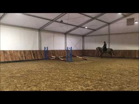 Stallion 2016 Dinken (Diarado x Cassini I) / Calido's Girl CAC (Calido x Acord II)