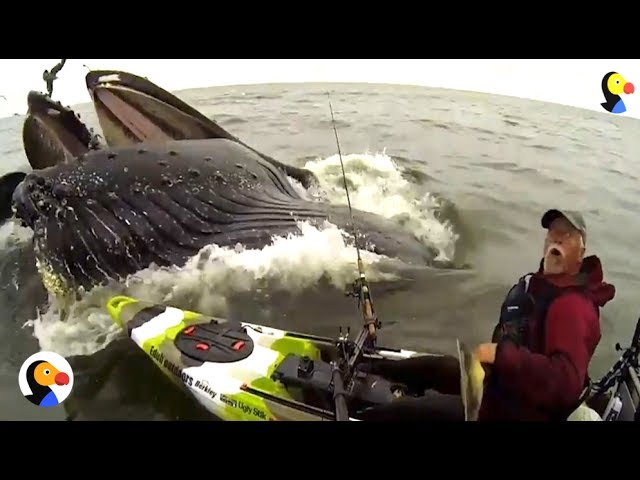 HUGE Whale Surprises Guy on Kayak | The Dodo