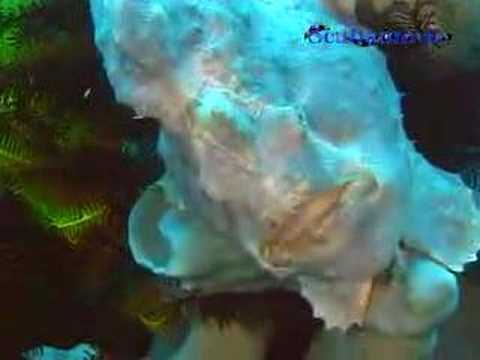 Unterwasserwelt, Allgemein,Philippinen