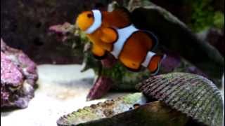 Percula Clown fish pair and their usual behavior