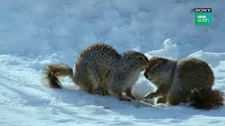 Wild Alaska | Arctic Ground Squirrel | Sony BBC Earth