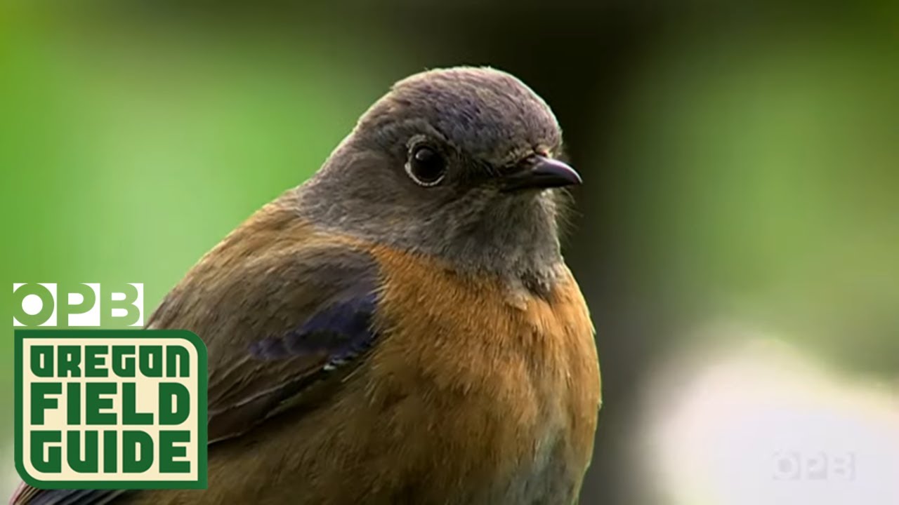 Wildlife That Depend On Wildfire To Survive | Oregon Field Guide