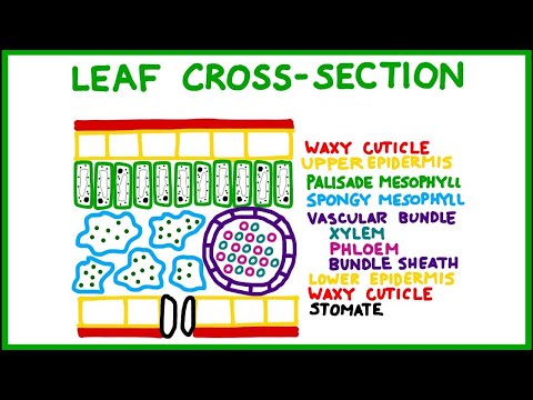 Leaf Cross Section Old Version
