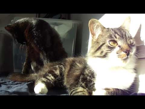 75-One minute of videoart every day - Bonzo et Genet ou soleil