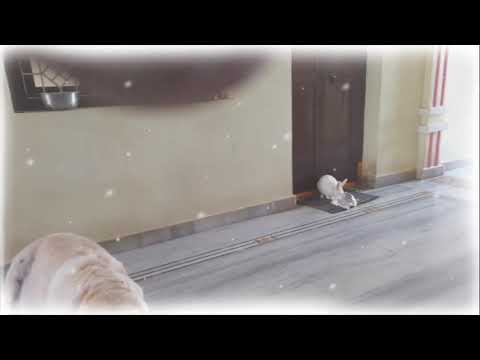 My kranti such a good dog