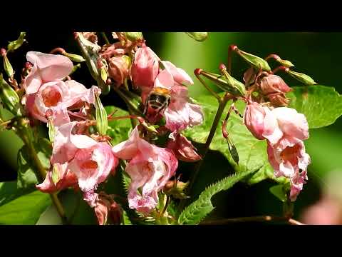 Bijen en hommels op Springbalsemien.