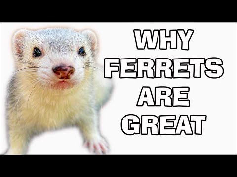 Why Ferrets Make Great Pets