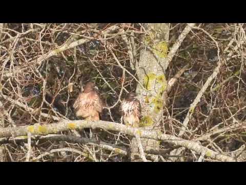 Pair of red tailed hawks!
