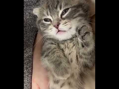 Adorable Munchkin Kittens Explore Tokyo Tower Hotel! 🐾🗼😻