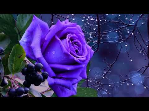 Opwekking 883 Wij zien Jezus