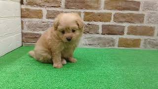 ハーフ犬の動画01