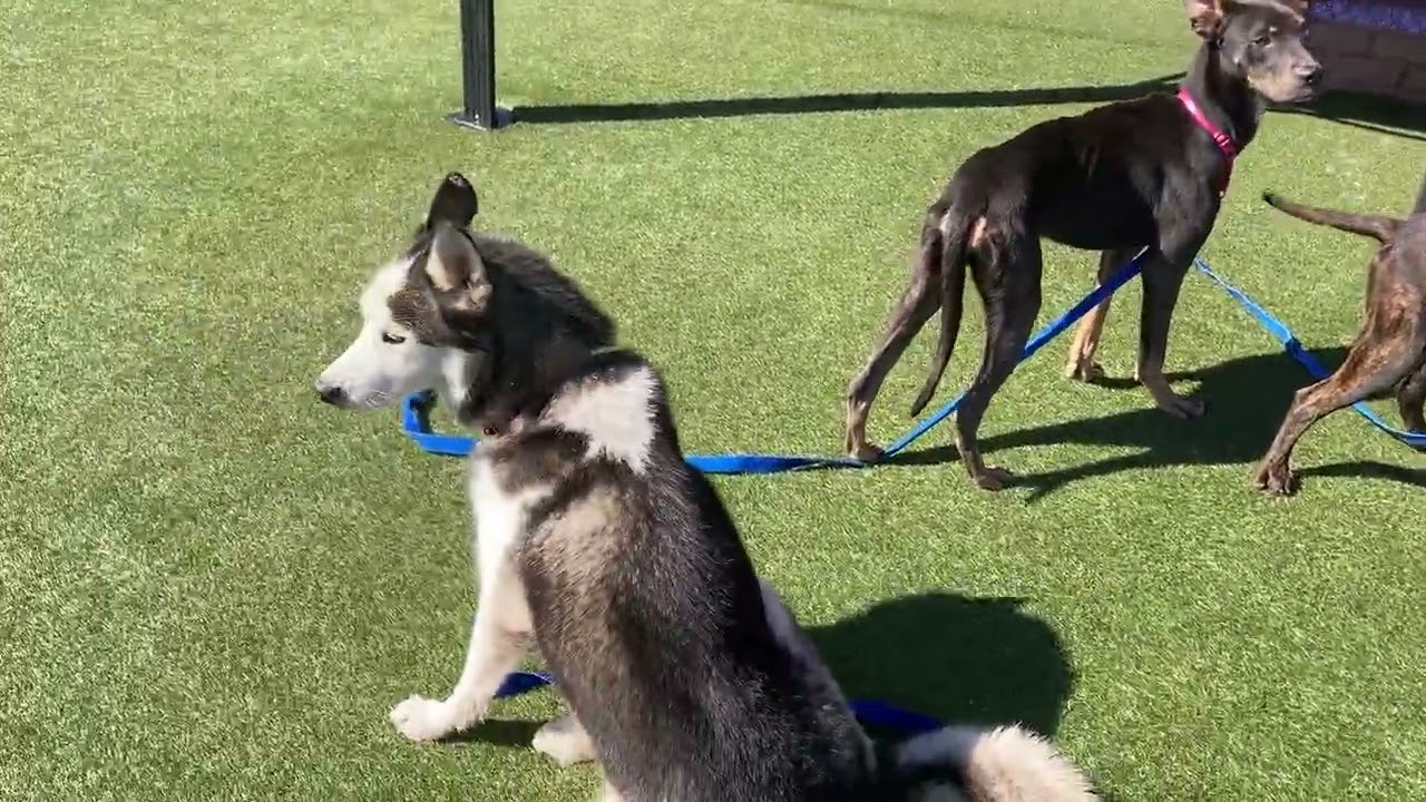 Enlarge Dash, a Adoptable Siberian Husky in Philadelphia, PA video 6/6