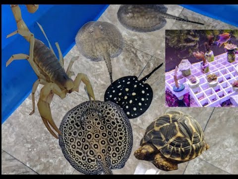Updates - Reef Tank, Scorpions, Tortoises and Stingrays breeding?