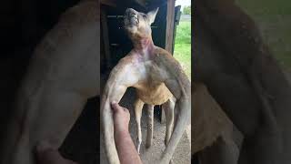 Download lagu Everything’s bigger in Texas... including Kangaroos 😂 mp3