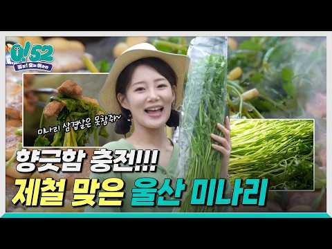 [생방송 0!52] 향긋함이 가득~ 제철 울산 미나리!