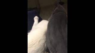 Siamese Domestic シャム猫 ドメスティック in USA カリフォルニア