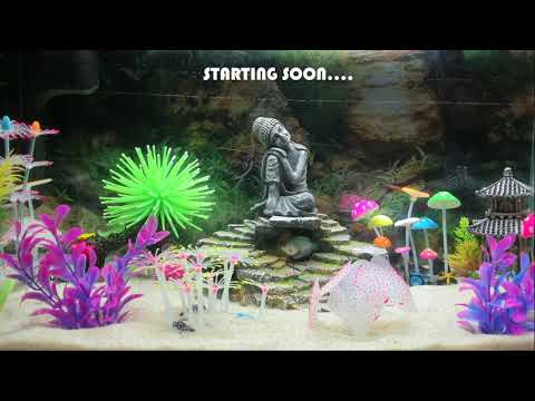 Morrowind Episode 13