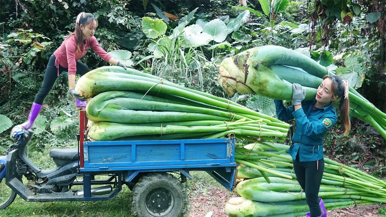 Use 3-wheeled Vehicle Harvesting Taro Plants To Cook For Pigs, Build Nest For Chickens To Lay Eggs