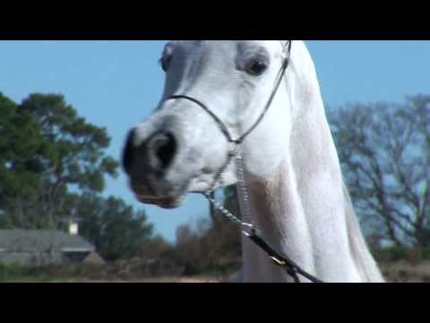 Laheeb Al Nasser Al Adeed Al Shaqab x Bint Saida Al Nasser 1080p