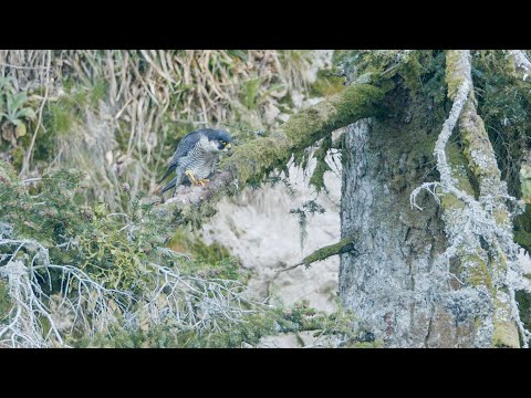 Peregrine falcon | Slow Motion (FULLHD)