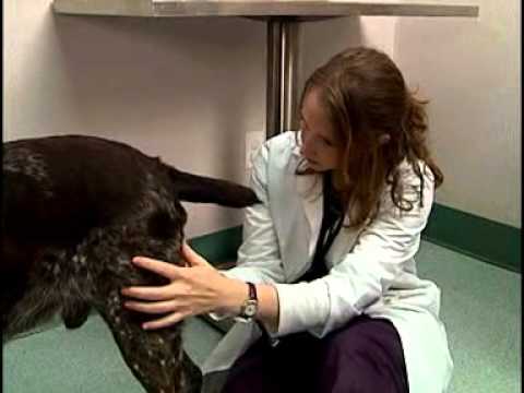 Geriatric_patients.wmv