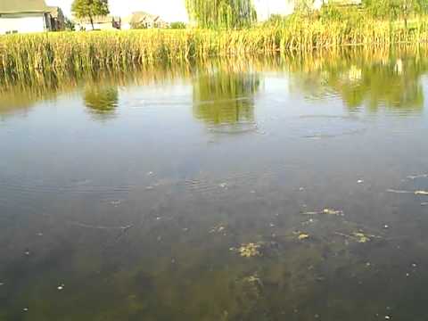 pond bass fishing part 1