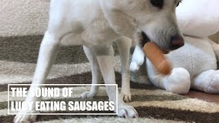 Dog Eating Sausages [Sound Dogs Love] [강아지가 좋아하는 소리]