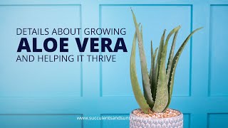 Find out how to grow Aloe vera "Medicinal Aloe"