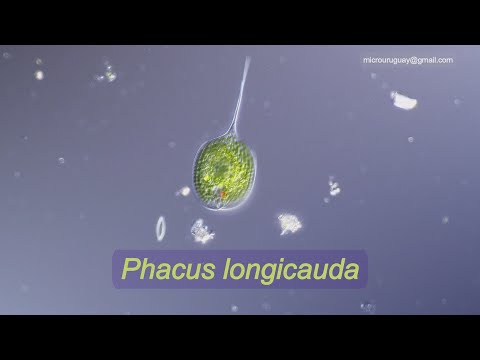 Phacus longicauda vs Phacus elegans