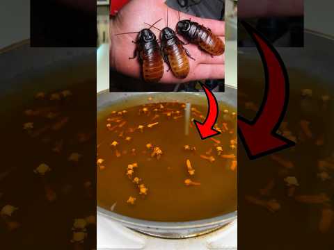 No more flies, ants and cockroaches!