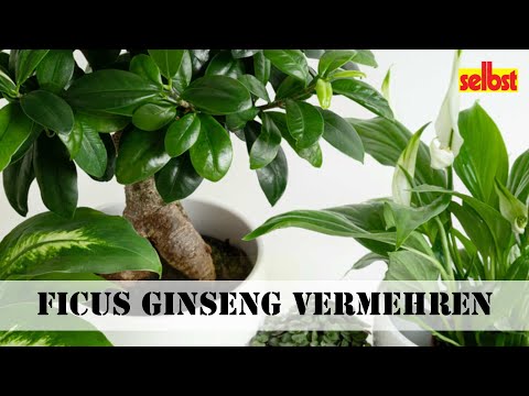 Ficus Ginseng vermehren: So einfach geht's!